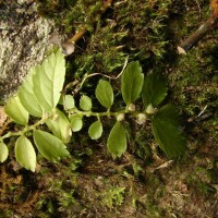 Elatostema monandrum (Buch.-Ham. ex D.Don) H.Hara